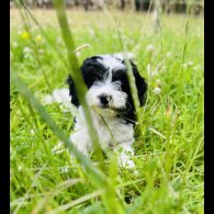 Cavapoo - Both
