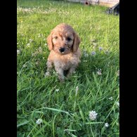 Cockapoo - Dogs