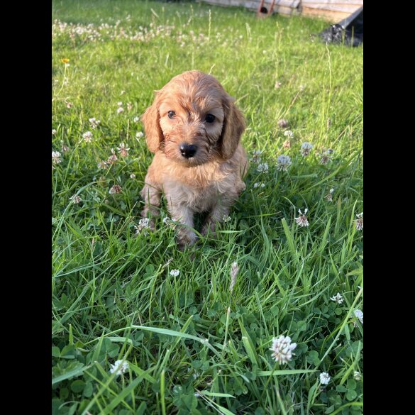 Cockapoo - Dogs