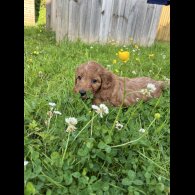 Cockapoo - Dogs