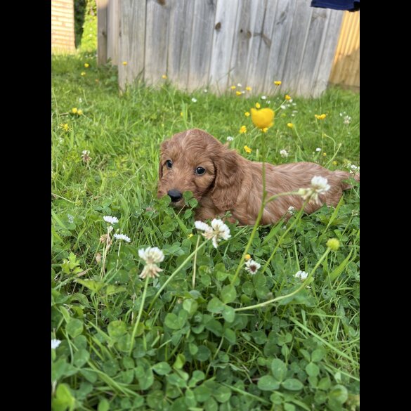 Cockapoo - Dogs