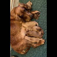 Cockapoo - Dogs