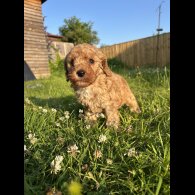 Cockapoo - Dogs