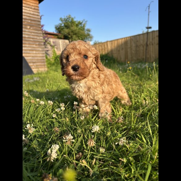 Cockapoo - Dogs
