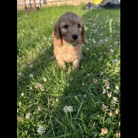 Cockapoo - Dogs