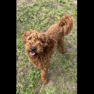 Cockapoo - Dogs
