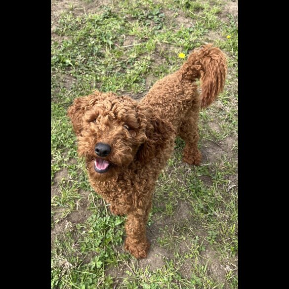 Cockapoo - Dogs