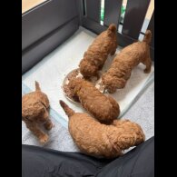 Cockapoo - Both