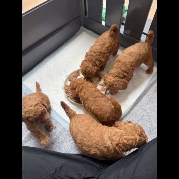 Cockapoo - Both