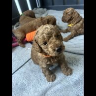 Cockapoo - Both