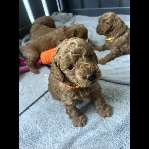 Cockapoo - Both