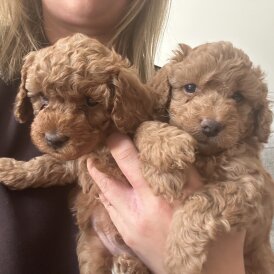 Cockapoo - Both