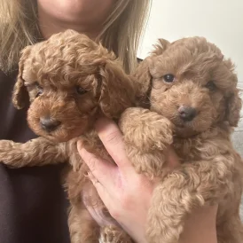 Cockapoo - Both