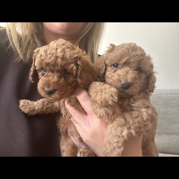 Cockapoo - Both