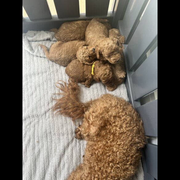 Cockapoo - Both