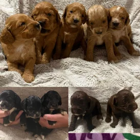 Cockapoo - Both