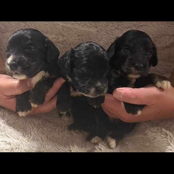 Cockapoo - Both