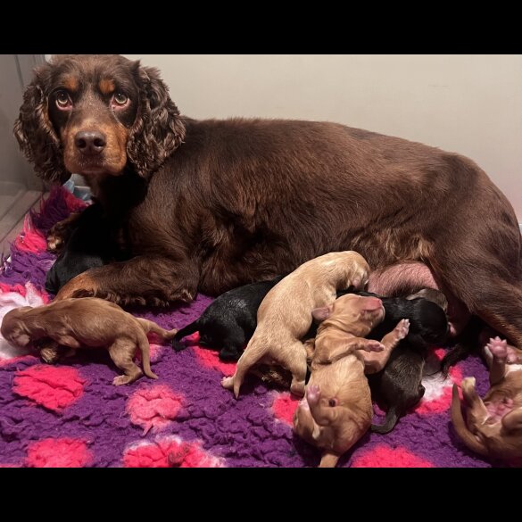 Cockapoo - Both
