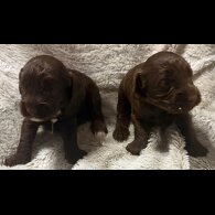Cockapoo - Both
