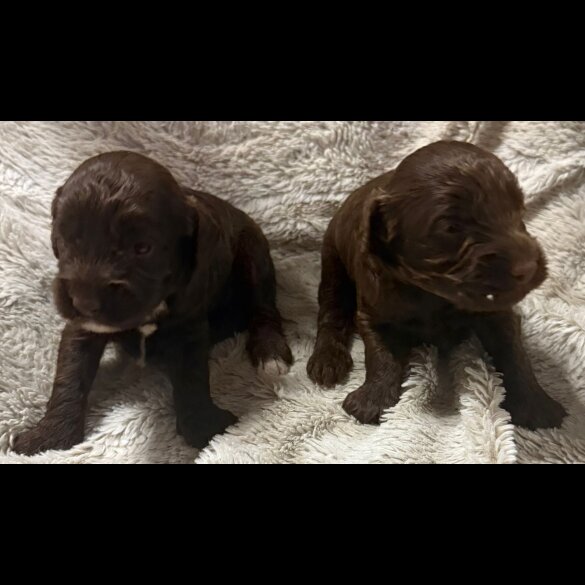 Cockapoo - Both
