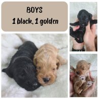 Cockapoo - Both