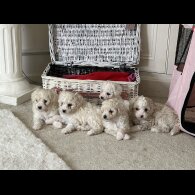 Poochon - Both