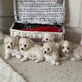 Poochon - Both