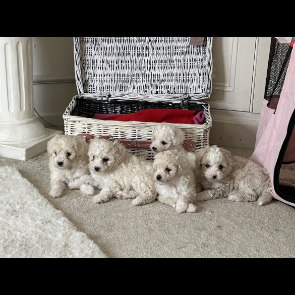 Poochon - Both