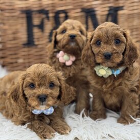 Cavapoo - Both