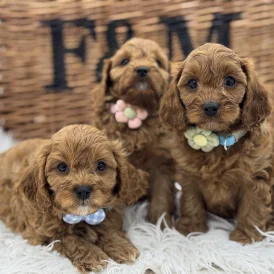 Cavapoo - Both