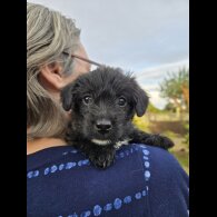 Mixed Breed - Both