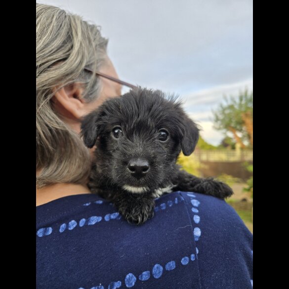 Mixed Breed - Both