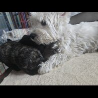 Mixed Breed - Both