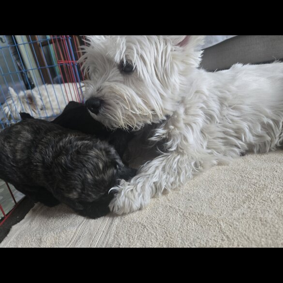 Mixed Breed - Both
