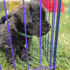 Mixed Breed - Both