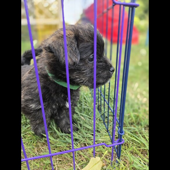 Mixed Breed - Both