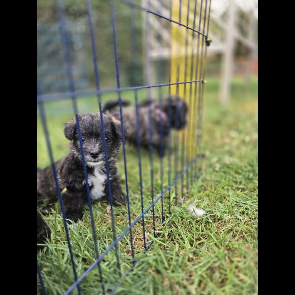 Mixed Breed - Both