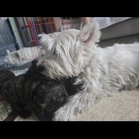 Mixed Breed - Both