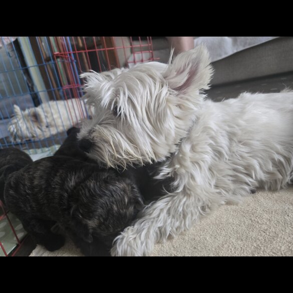 Mixed Breed - Both