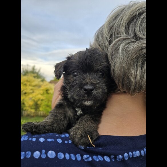 Mixed Breed - Both