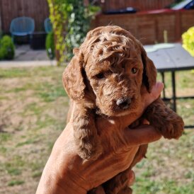 Cockapoo - Both