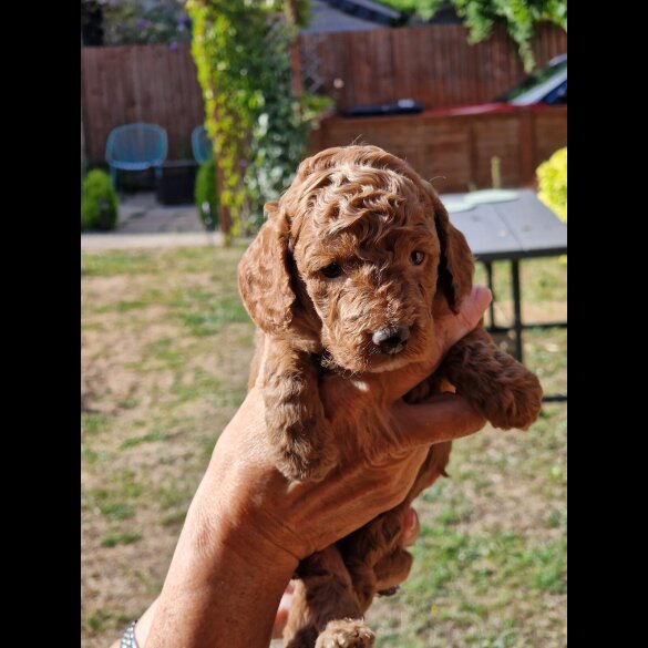 Cockapoo - Both