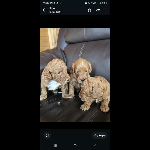 Cockapoo - Both