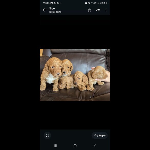 Cockapoo - Both