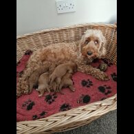 Cockapoo - Both