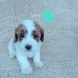 Cavapoo - Both