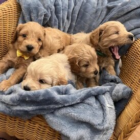 Cockapoo - Both