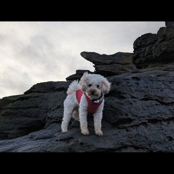 Maltipoo