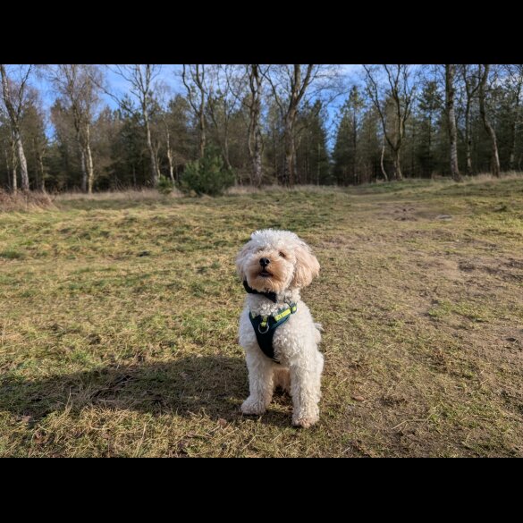 Maltipoo