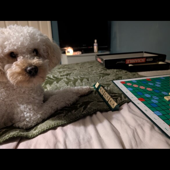 Maltipoo